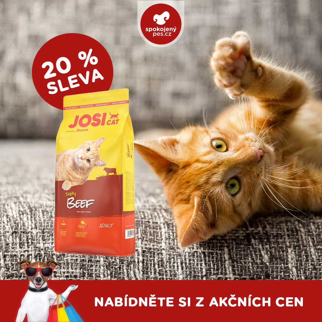 cat02.webp