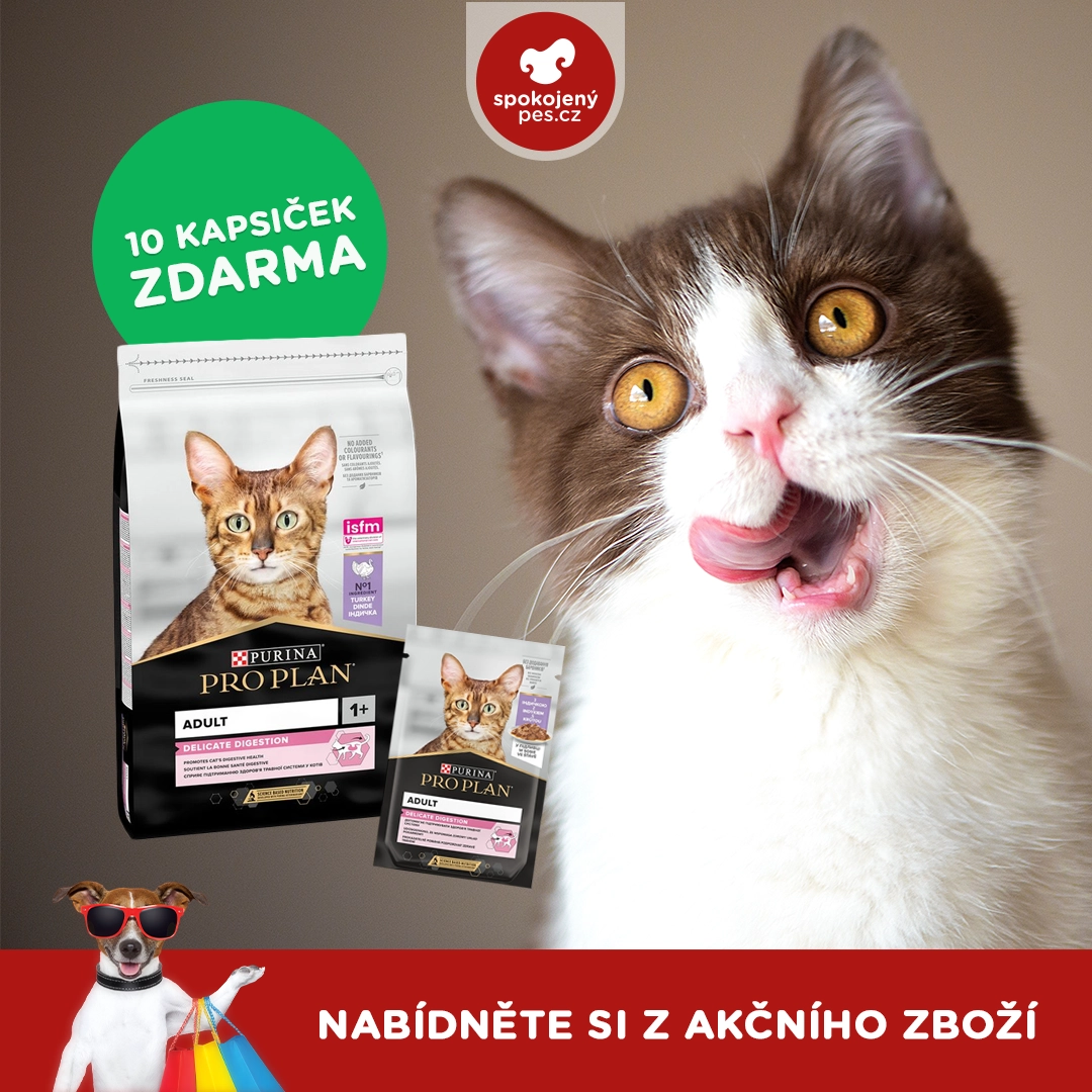 cat04.webp