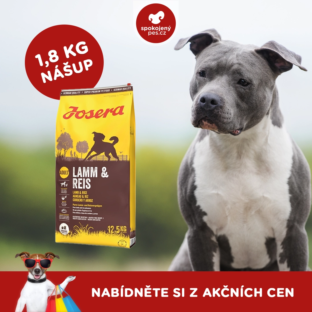 dog01.webp