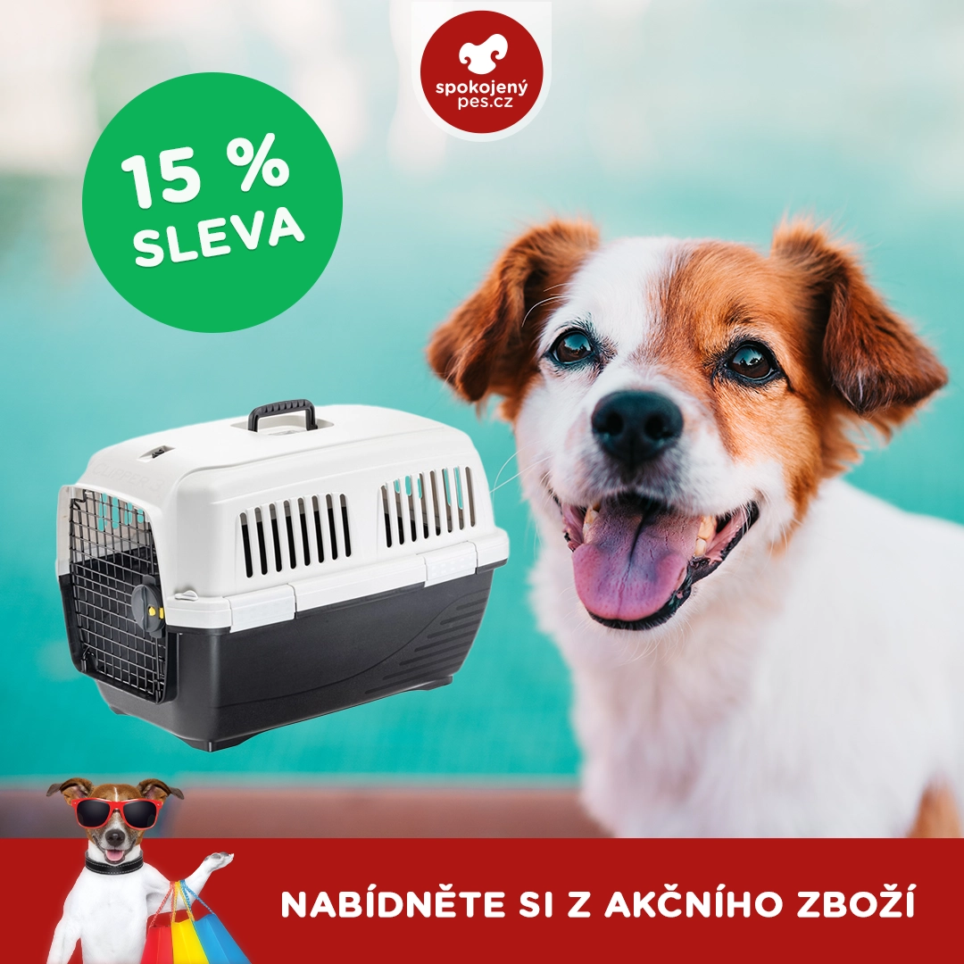 dog05.webp