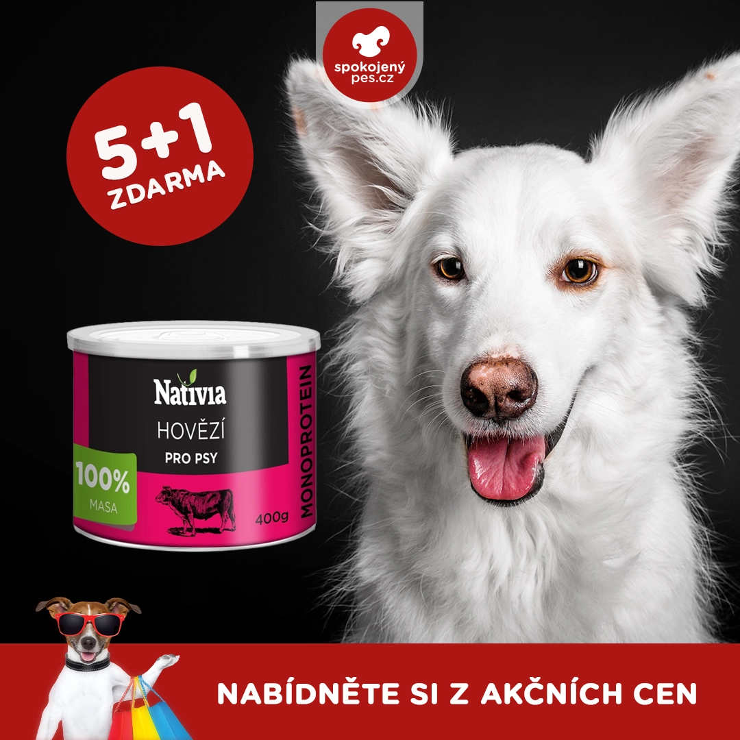 dog08.webp