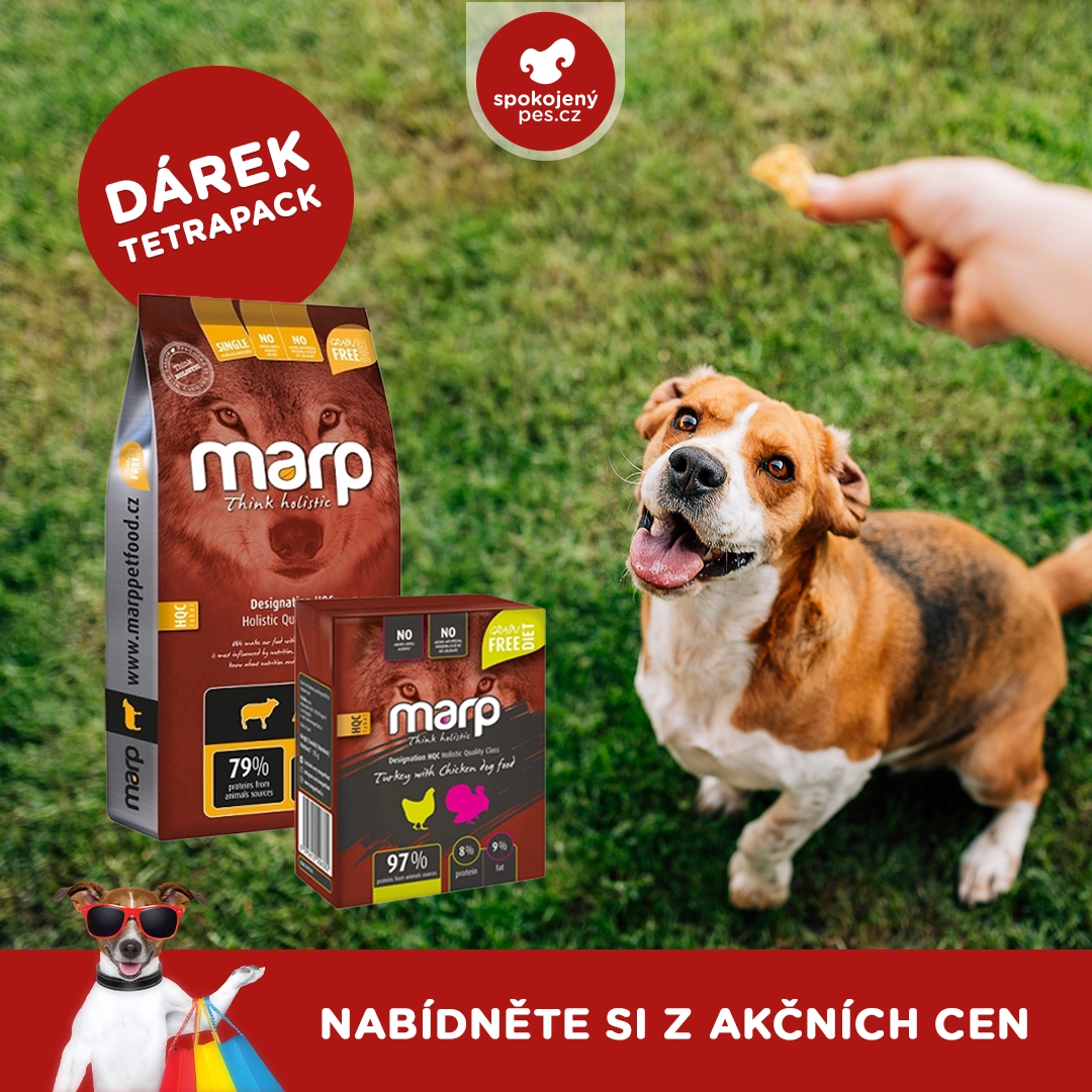dog11.webp