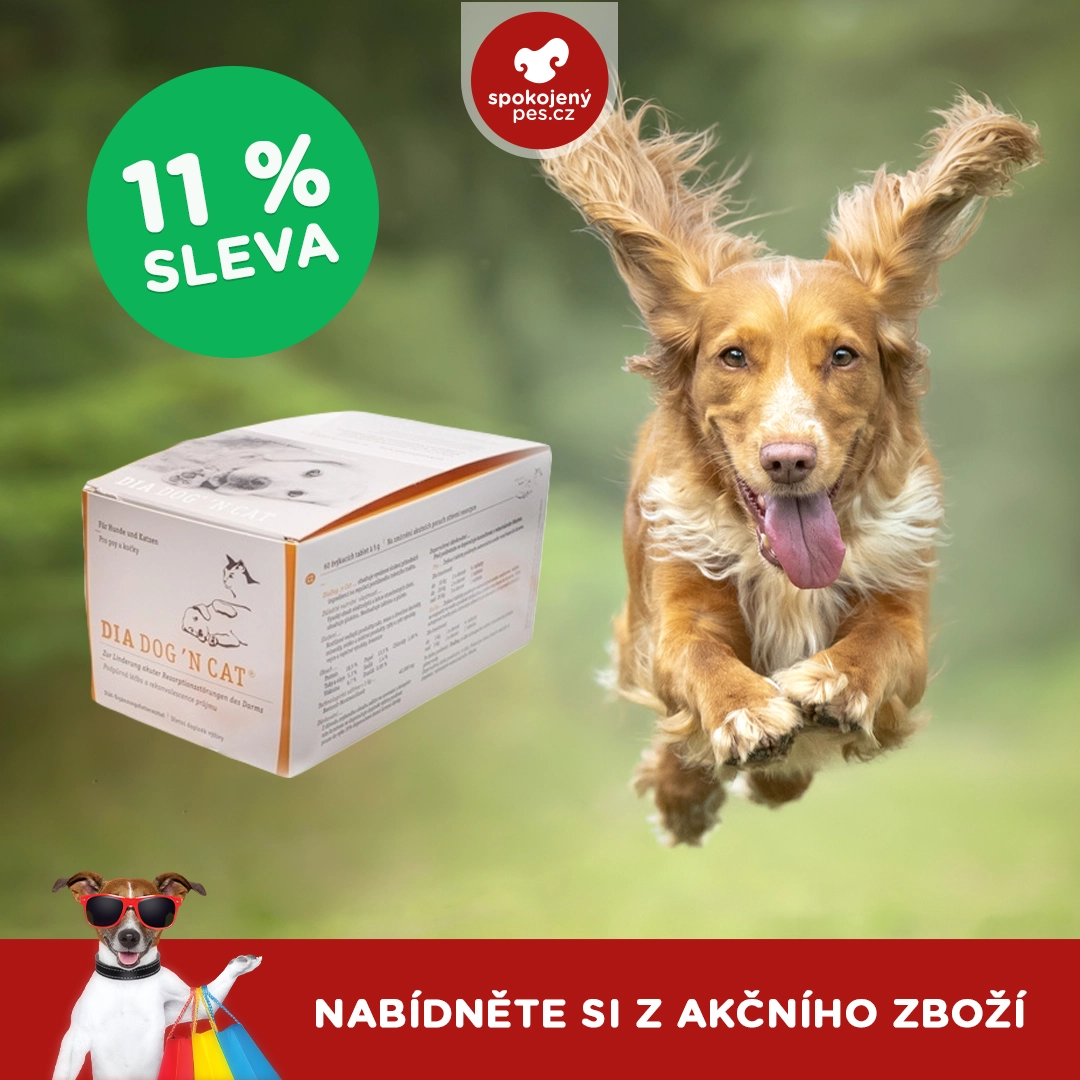 dog12.webp