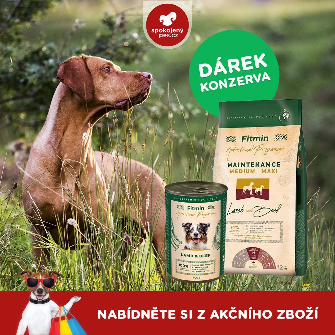 dog13.webp