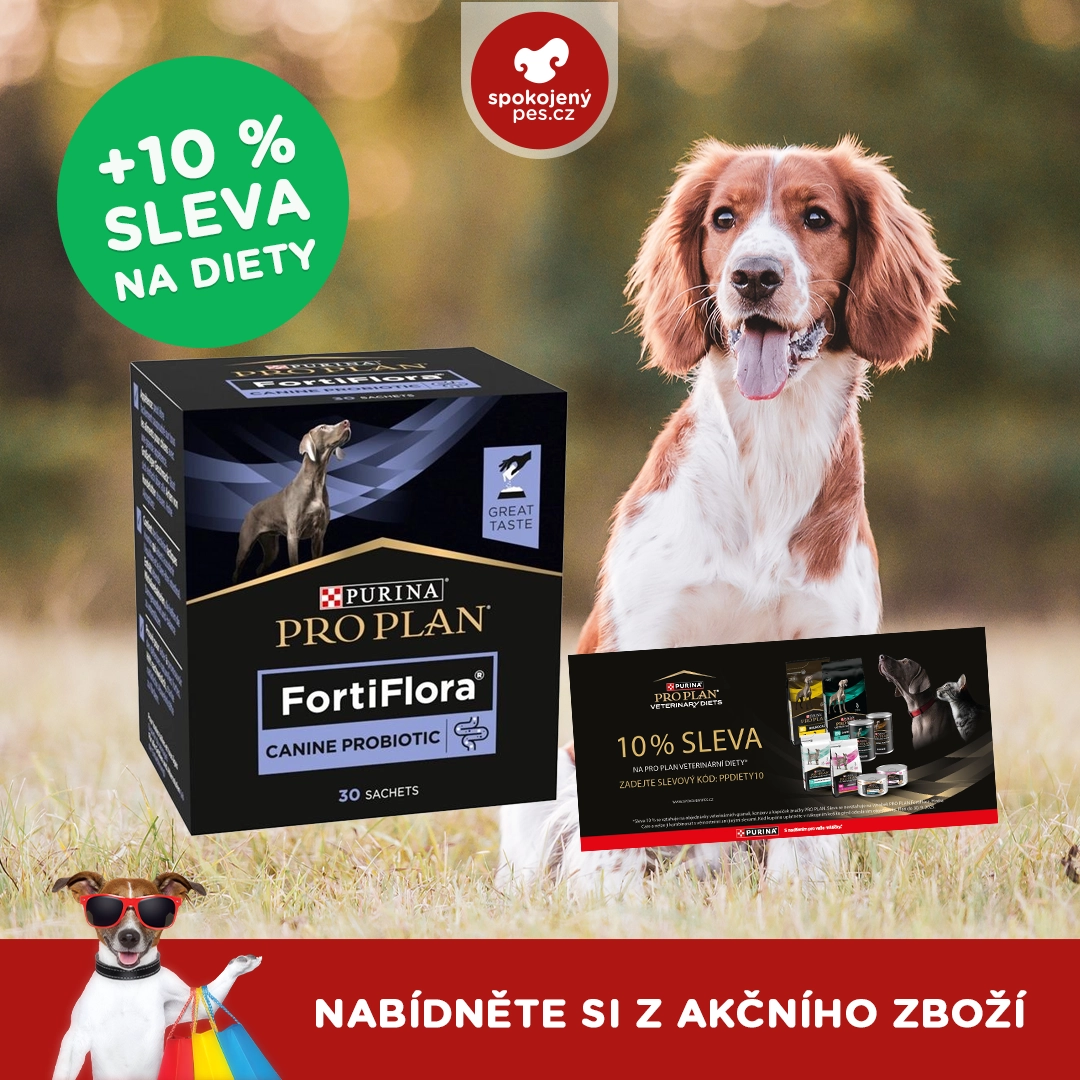 dog14.webp