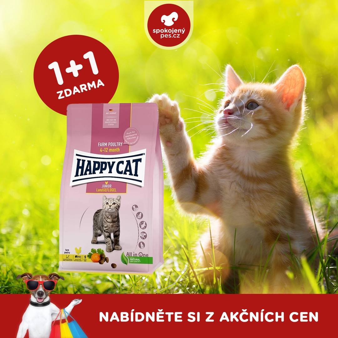 hapypacat.webp