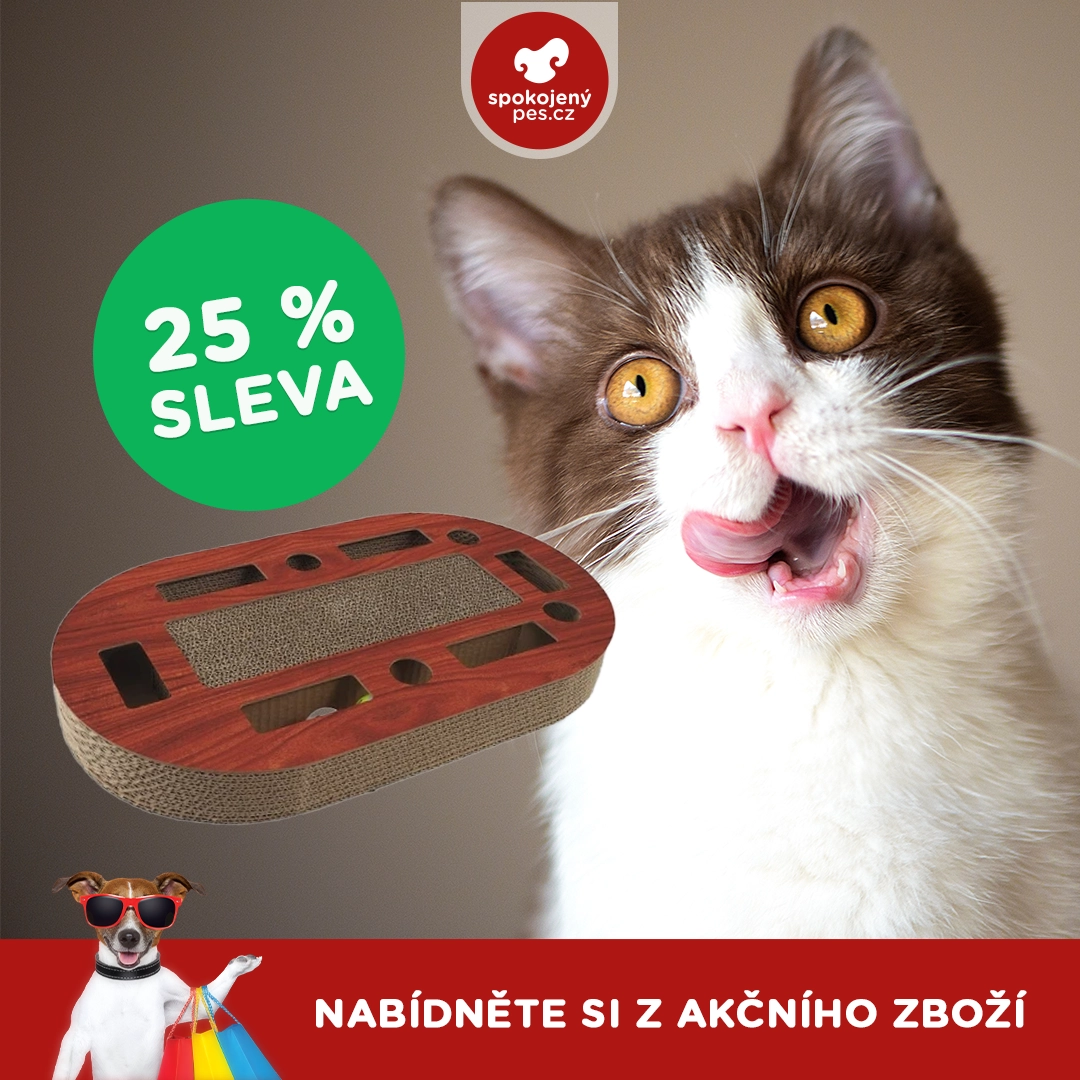 kocky60.webp