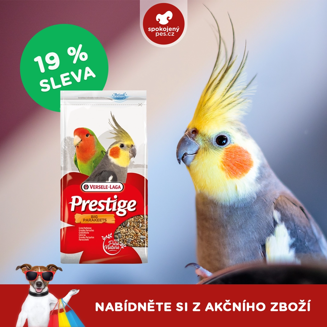 ostatni10.webp